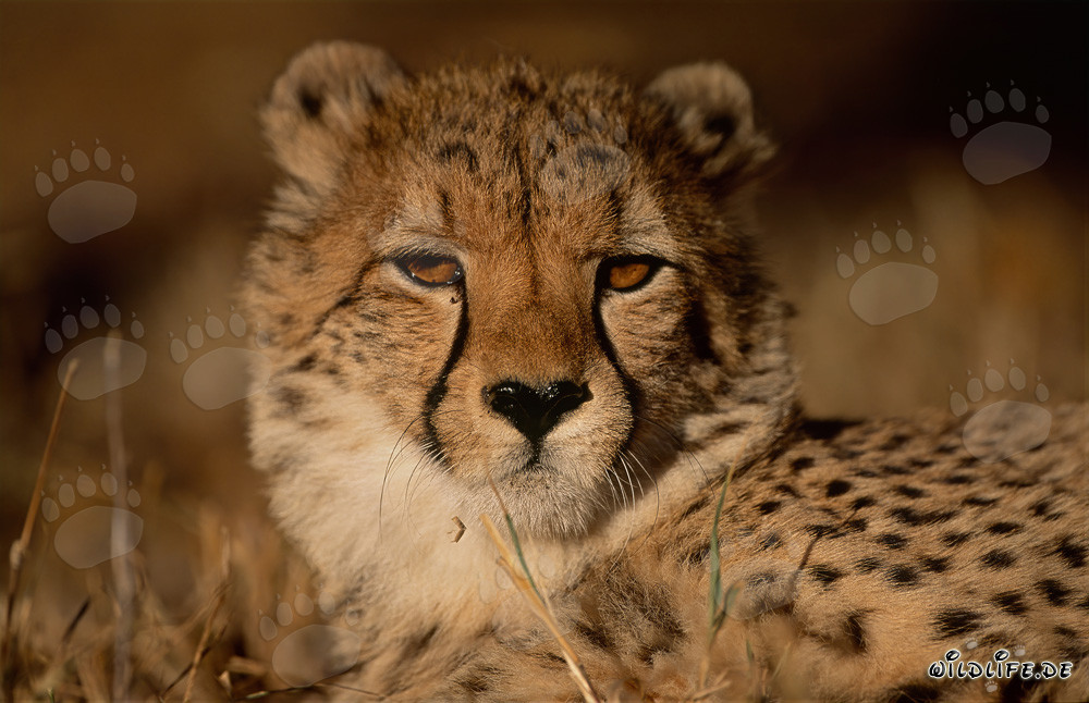 Beautiful Cheetah in Kapama Private Game Reserve, South Africa