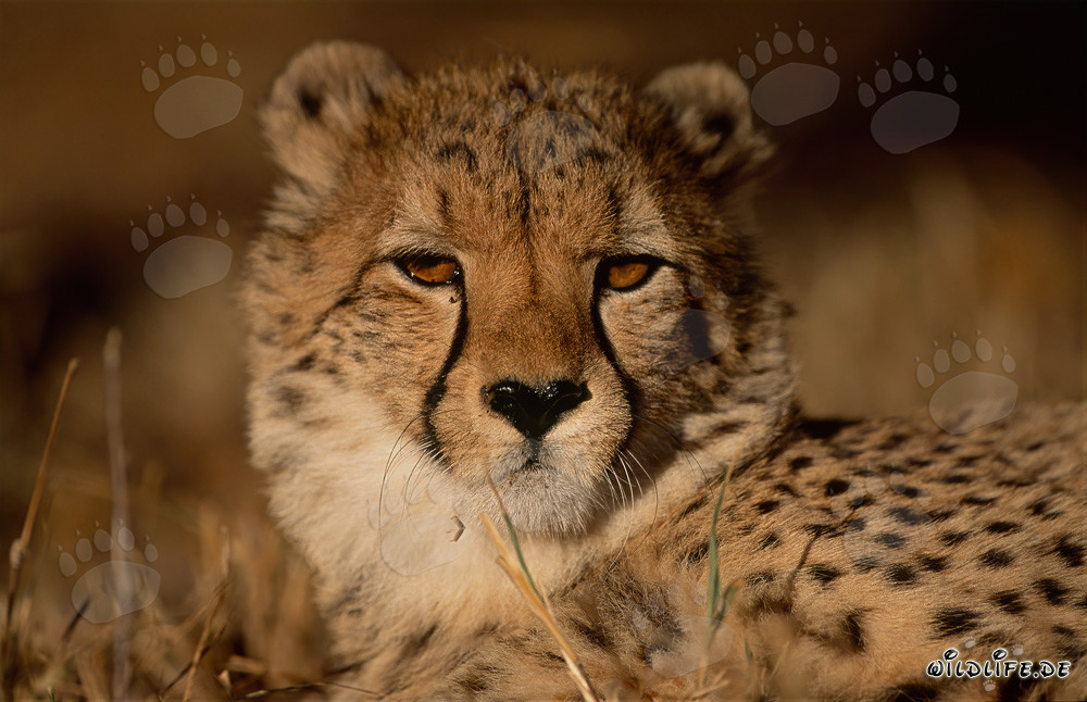 Bella ghepardo a Kapama Private Game Reserve, Sudafrica