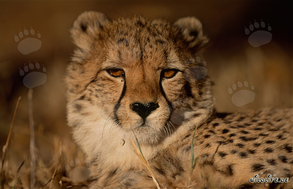 Hermoso guepardo en Kapama Private Game Reserve, Sudáfrica