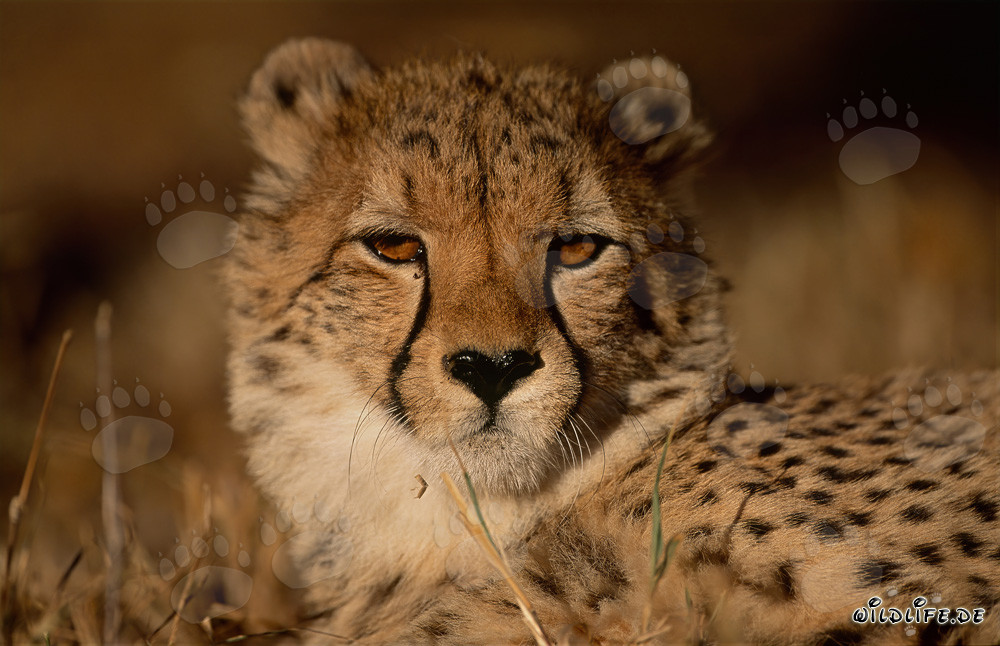 Belle panthère au Kapama Private Game Reserve, Afrique du Sud