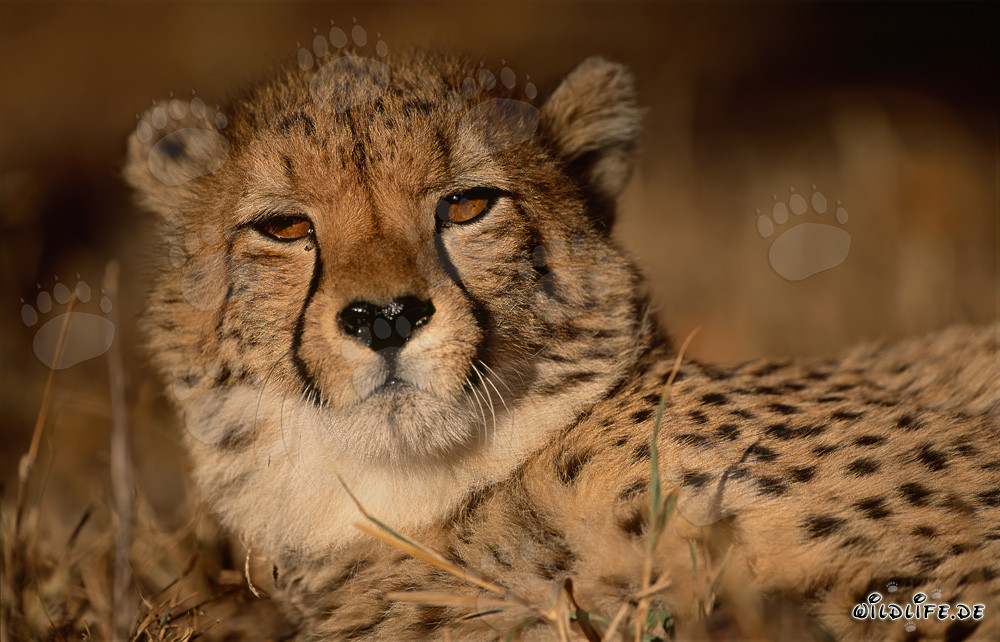 Faszinierender Gepard - Die schnellste Großkatze der Welt