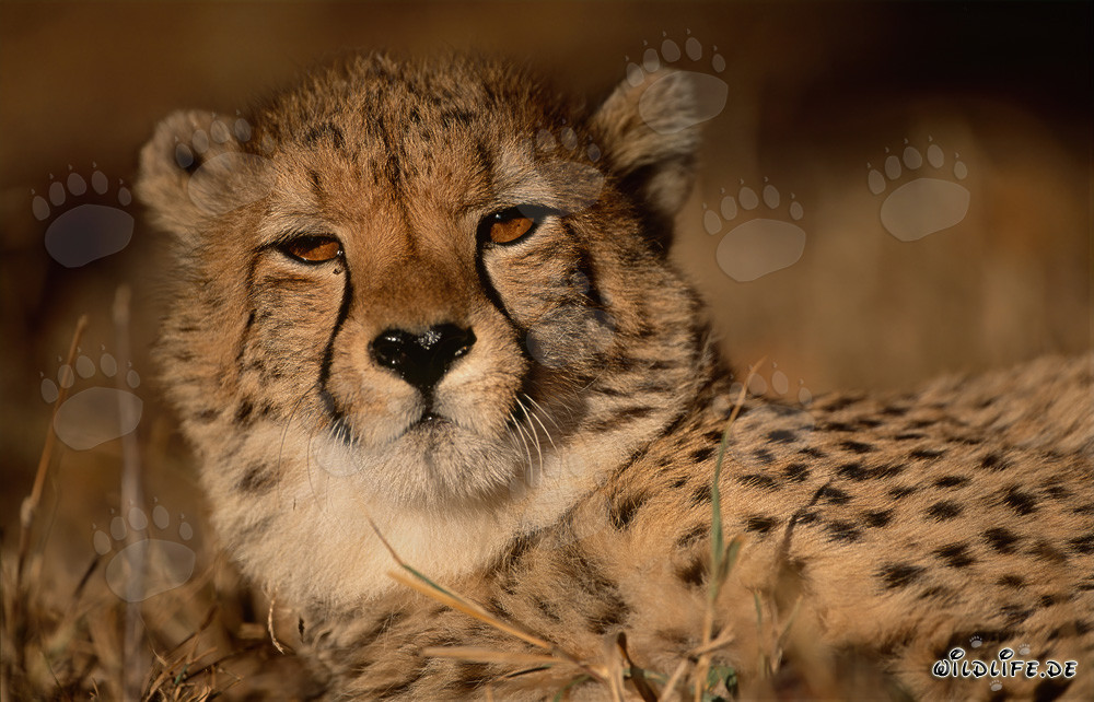 Guépard fascinant - Le félin le plus rapide du monde