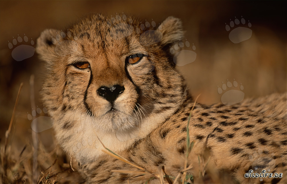 Leopardo affascinante - Il felino più veloce del mondo