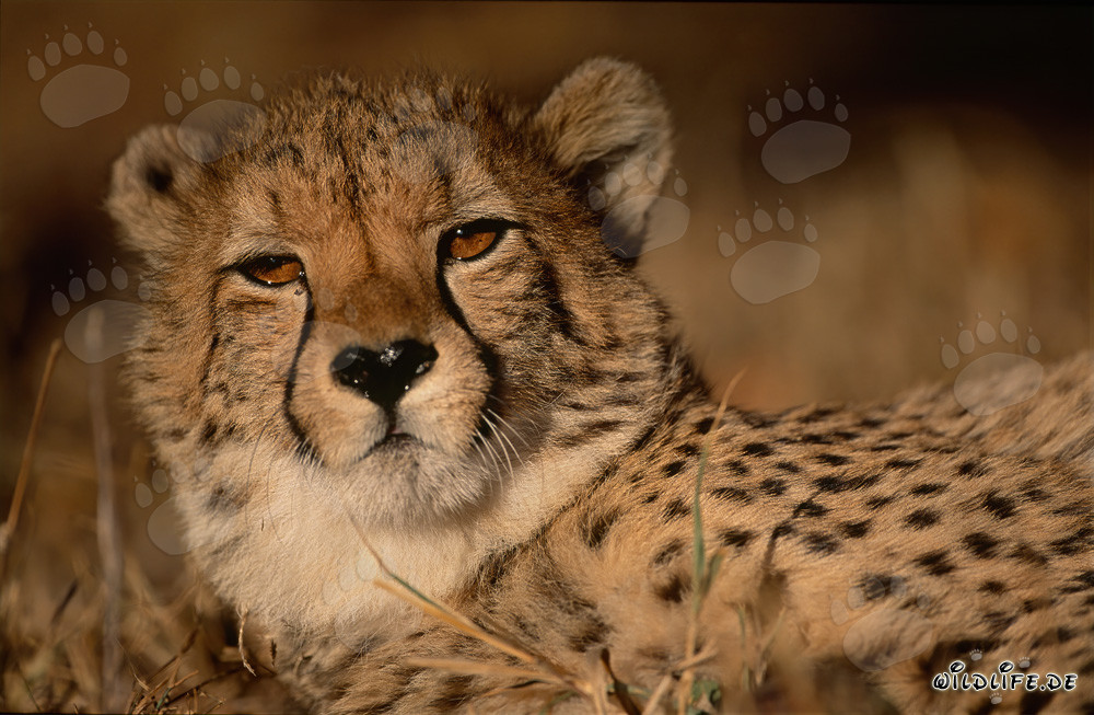 Cheetah - Majestic Big Cat in the African Wilderness