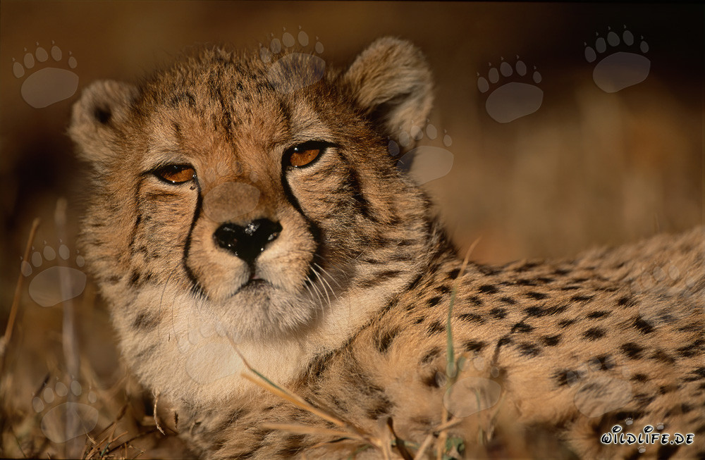 Gepard - Majestätische Großkatze in der Wildnis Afrikas