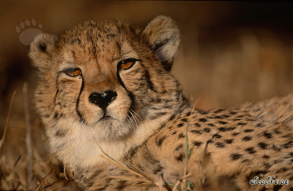 Guépard - Majestueux félin sauvage d'Afrique