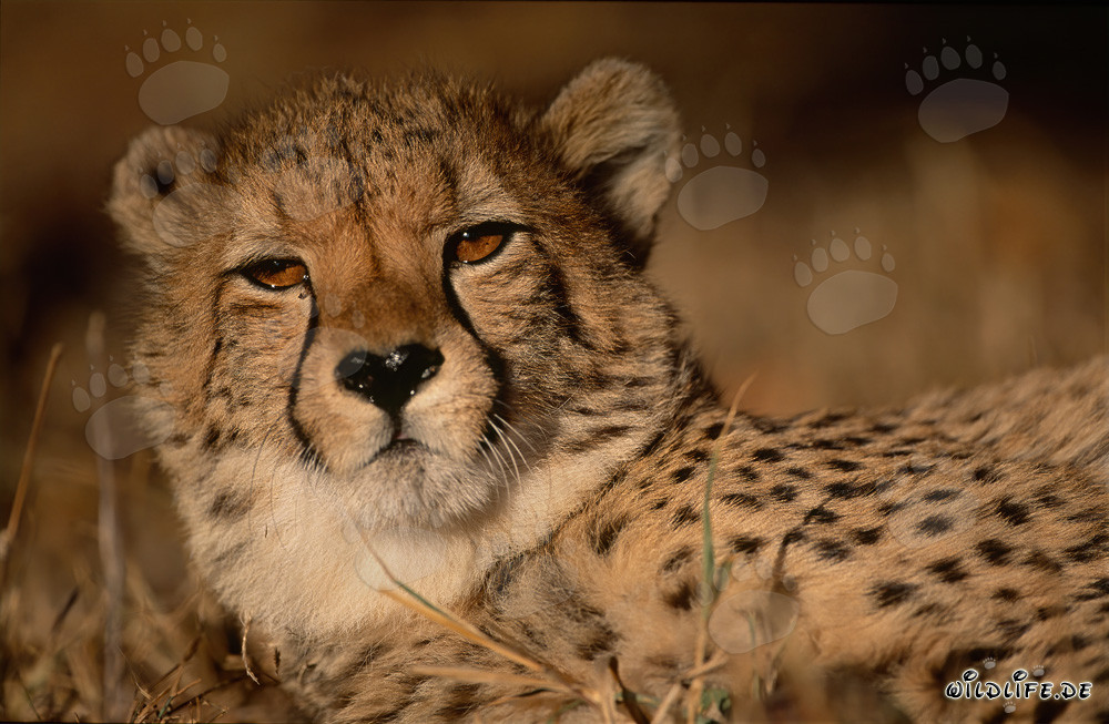 Guepardo - Majestuoso felino en la naturaleza de África
