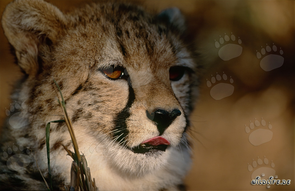 Fascinating Cheetah in the Morning Glow