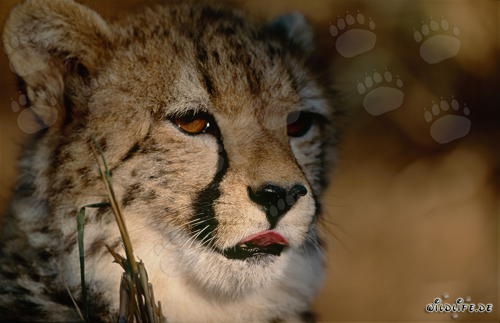 Faszinierender Gepard in der Morgenröte