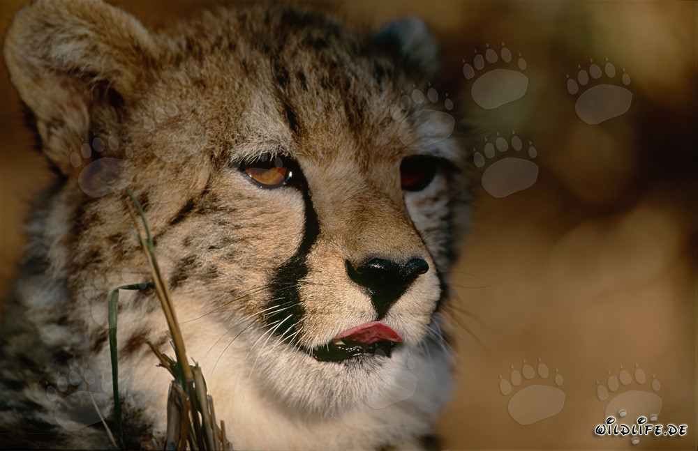 Guépard fascinant à l'aube