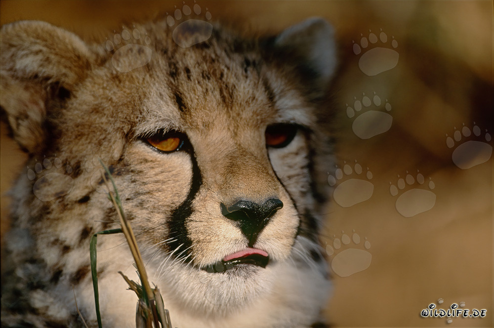 Cheetah - Majestic Predator in Close-up