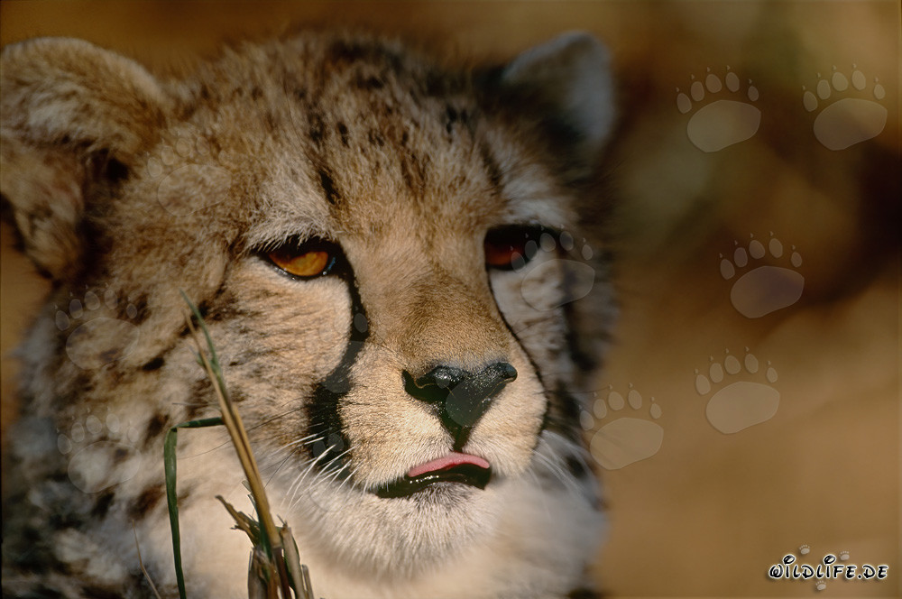 Gepard - Majestätische Raubkatze in Nahaufnahme