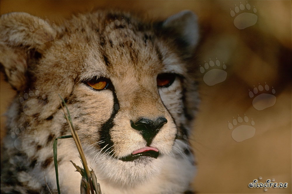 Guépard - Majestueux félin en gros plan