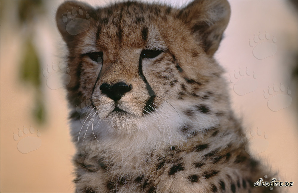 Fascinating Cheetah Portrait at Sunrise