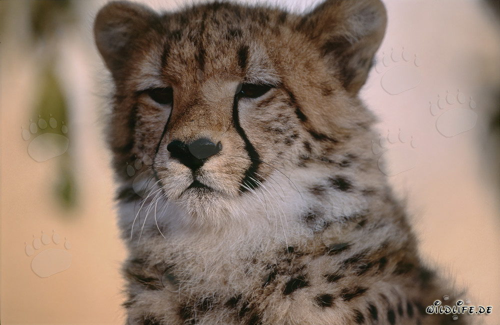 Faszinierendes Gepard Porträt bei Sonnenaufgang