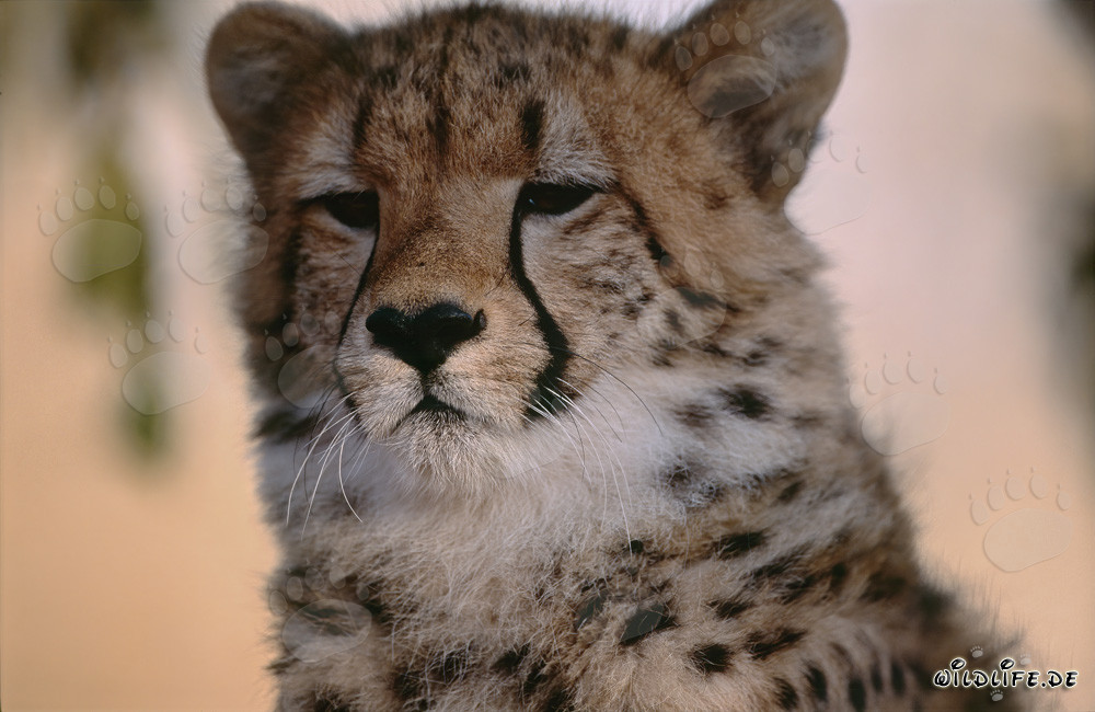 Portrait fascinant de guépard au lever du soleil