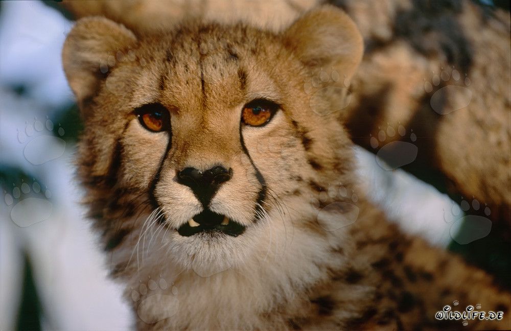 Guépard au regard sévère en captivité