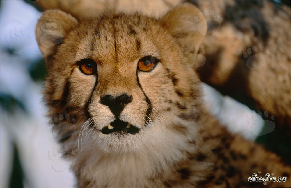 Leopardo con mirada sombría en cautiverio