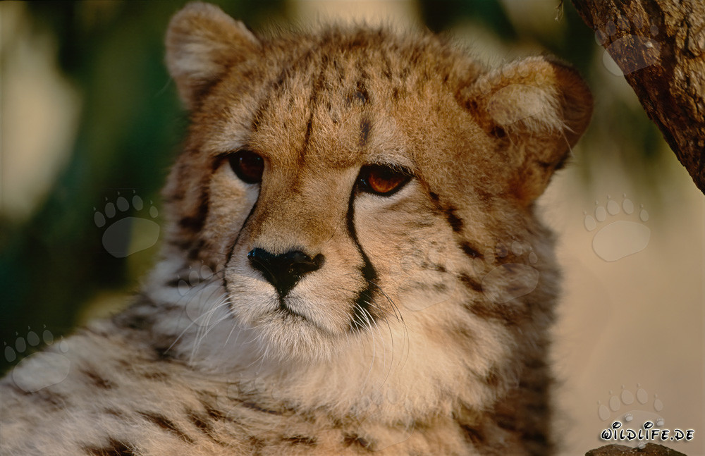 Astonished Cheetah Observing its Surroundings at Hoedspruit Research & Breeding Centre
