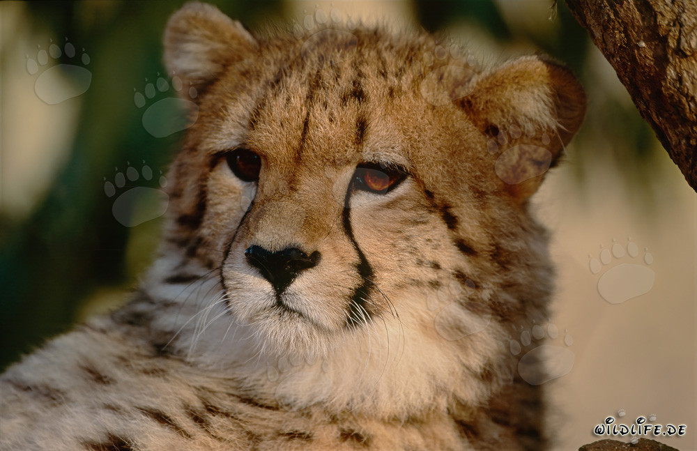 Erstaunter Gepard beobachtet seine Umgebung in Hoedspruit Research & Breeding Centre