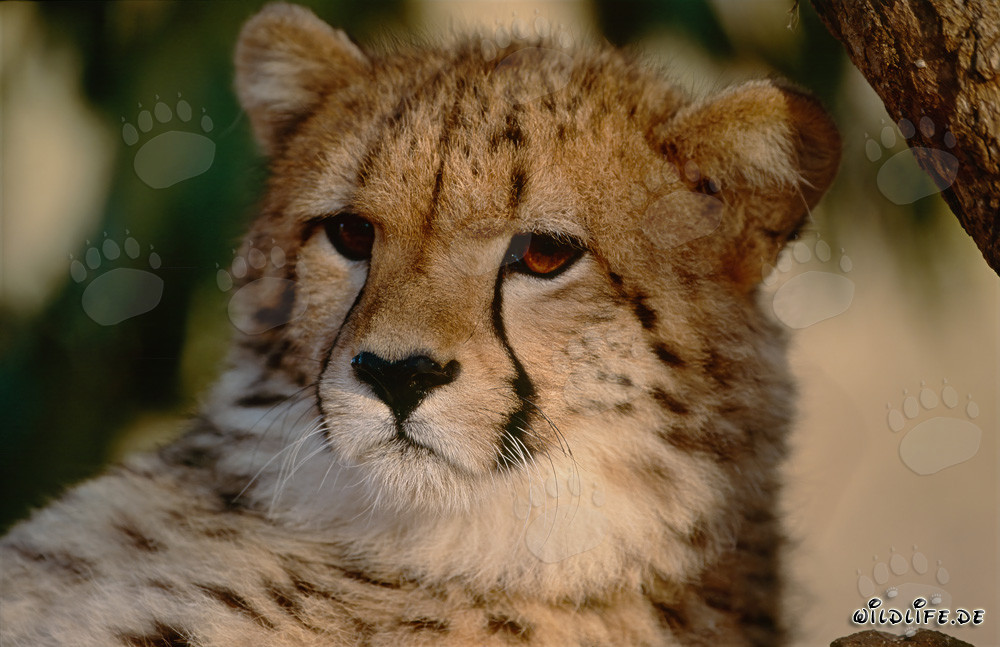 Guépard étonné observant son environnement au Centre de recherche et d'élevage de Hoedspruit