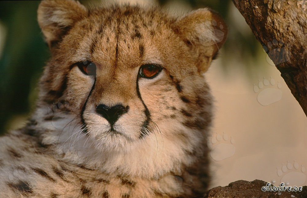 Guepardo asombrado en el Hoedspruit Research & Breeding Centre