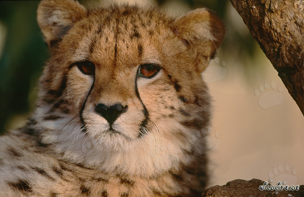 Erstaunter Gepard im Hoedspruit Research & Breeding Centre