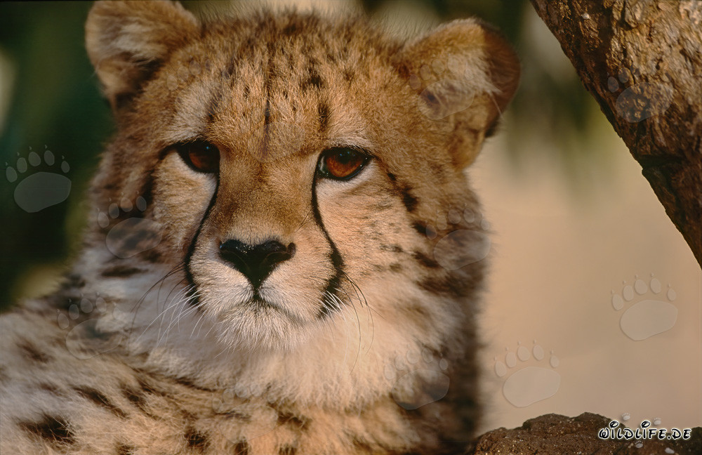 Ghepardo sorpreso al Hoedspruit Research & Breeding Centre