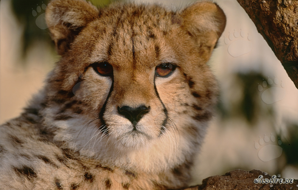 Le guépard regarde surpris