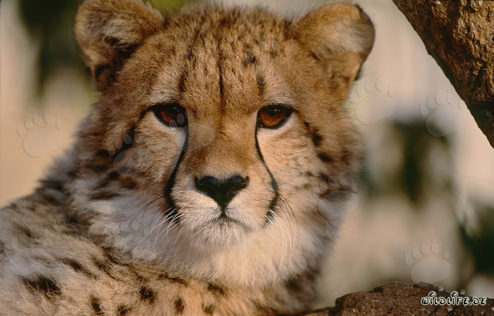 Überrascht schaut der Gepard