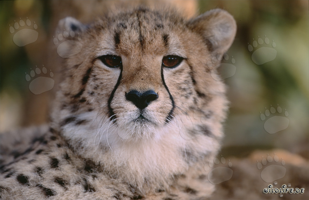 Guépard regardant avec surprise