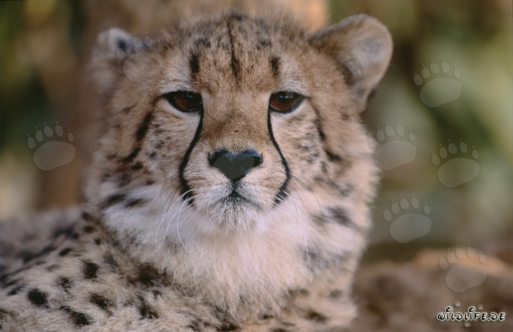 Surprised Cheetah