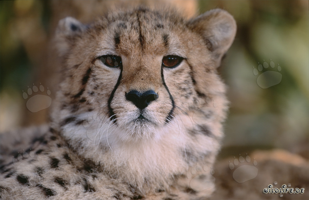 Überrascht schauender Gepard