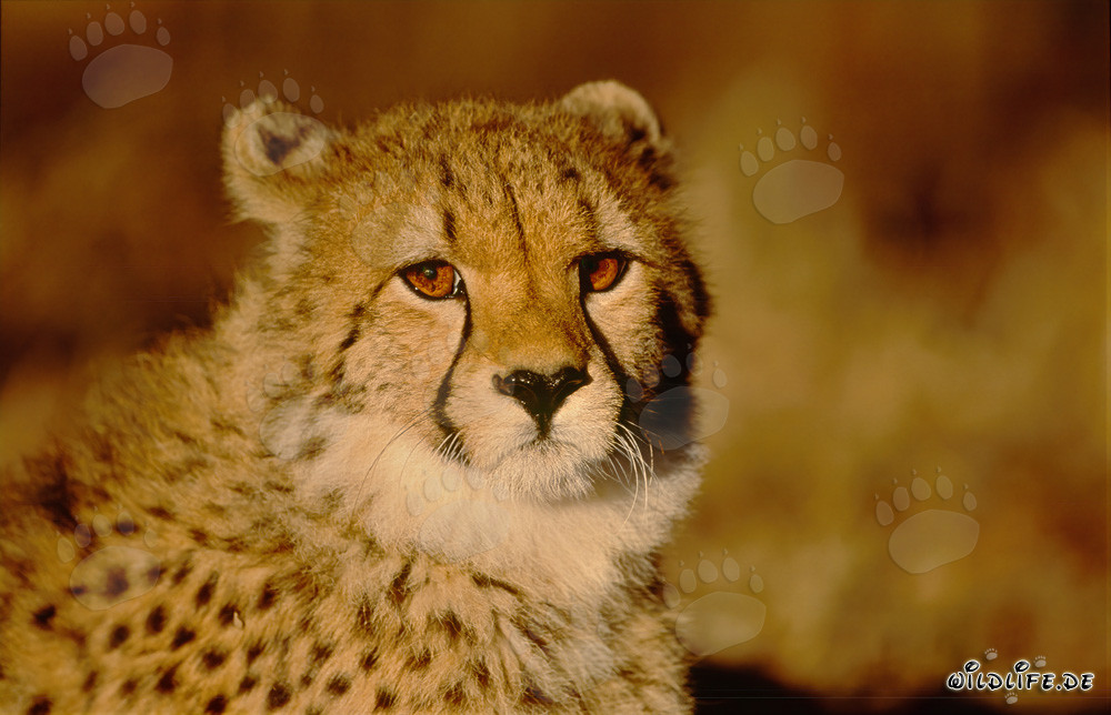 Cheetah in the Golden Morning Light