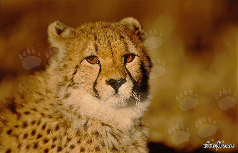 Gepard im goldenen Morgenlicht