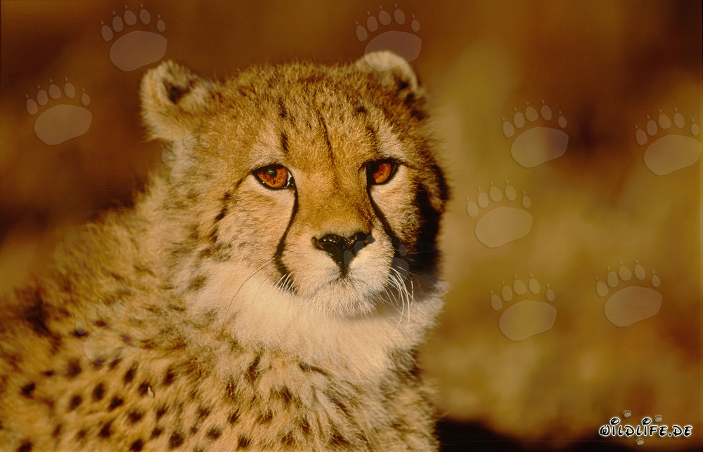 Guépard dans la lumière dorée du matin