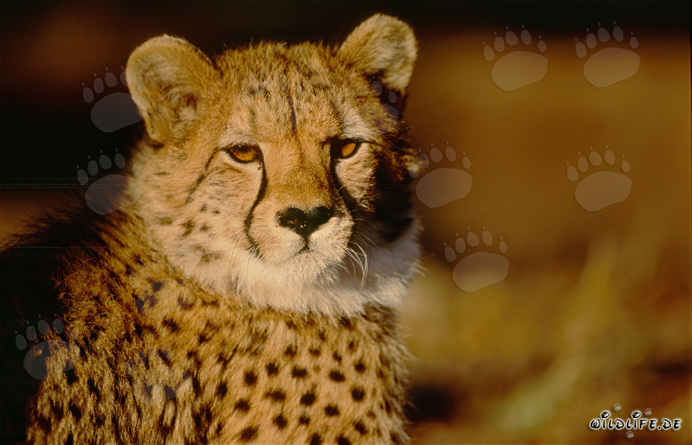Fascinating, amber eyes of a Cheetah