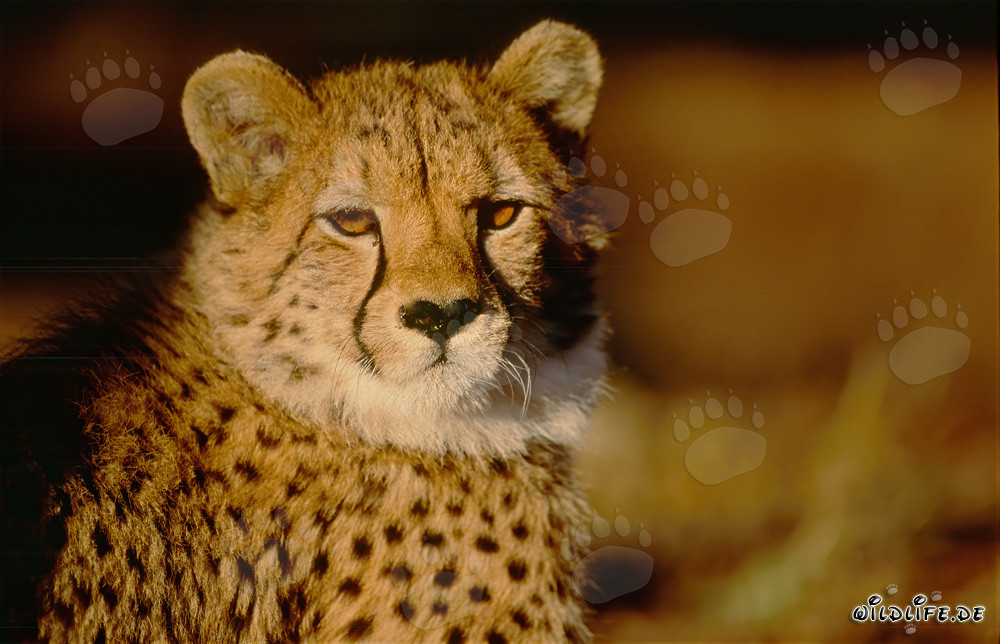 Fascinantes ojos ámbar de un guepardo