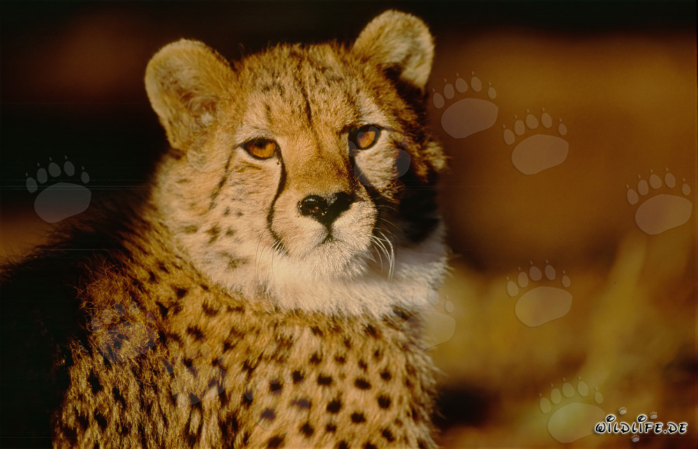 Fascinating Gazes: Amber Eyes of a Cheetah