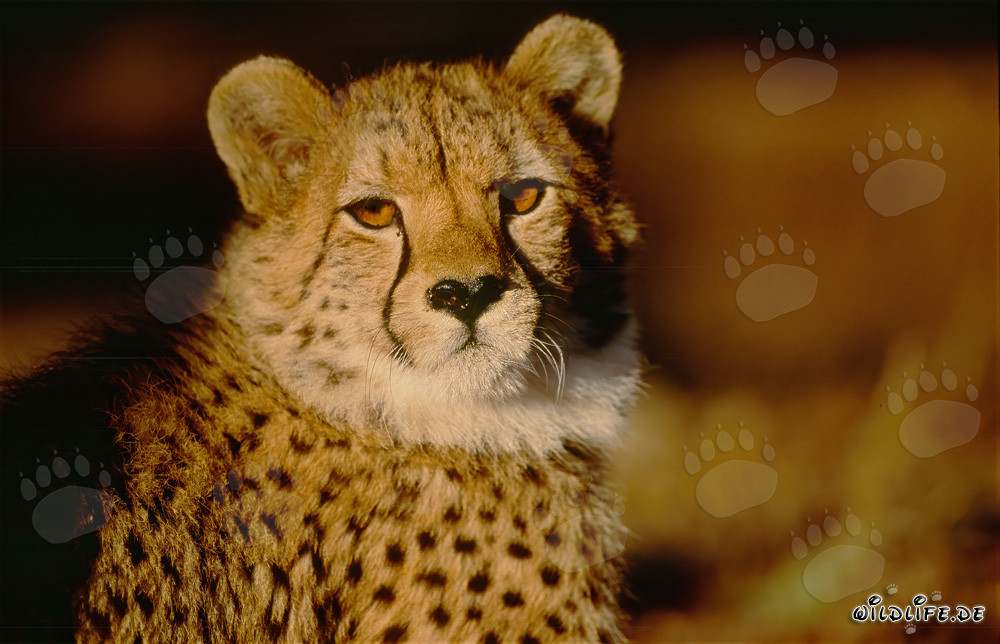 Regards fascinants : Yeux ambre d'un guépard