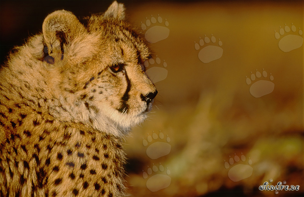 Cheetah - Majestic predator in the gentle morning light