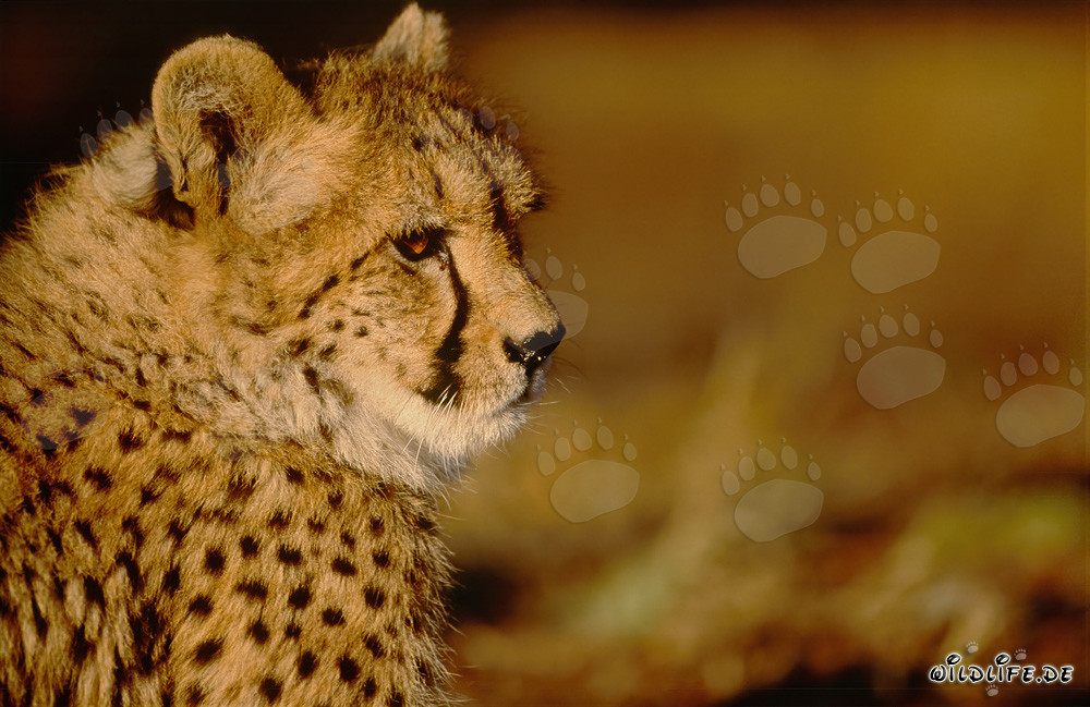 Gepard - Majestätische Raubkatze im sanften Morgenlicht