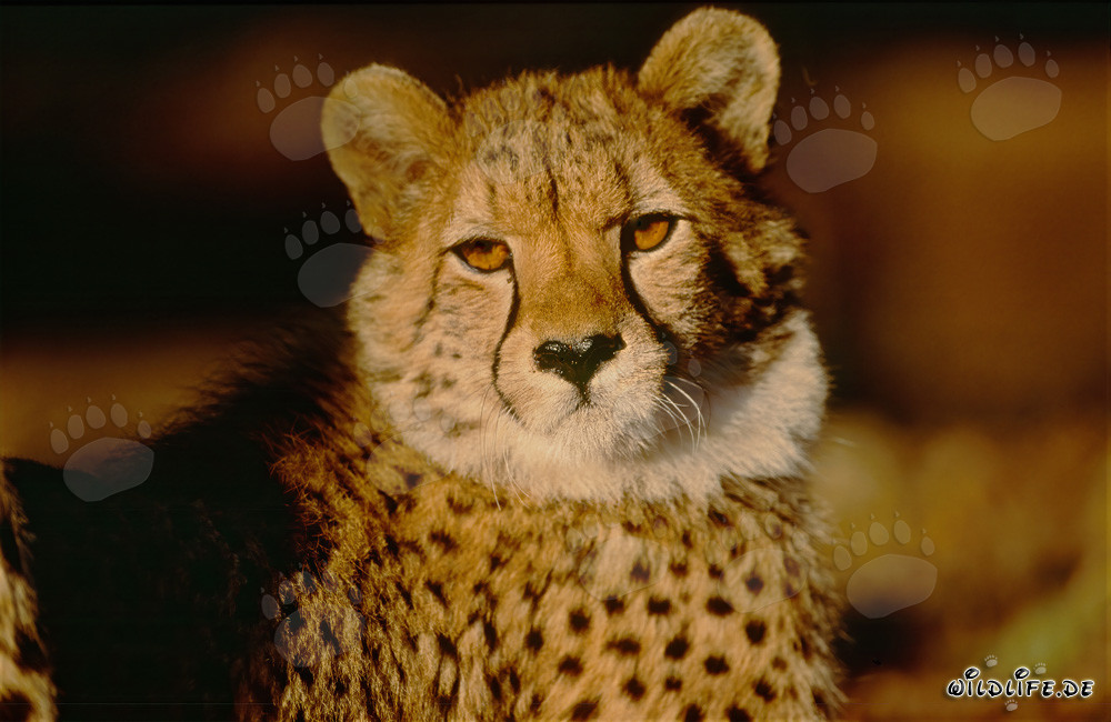 Fascinating Gaze of a Cheetah