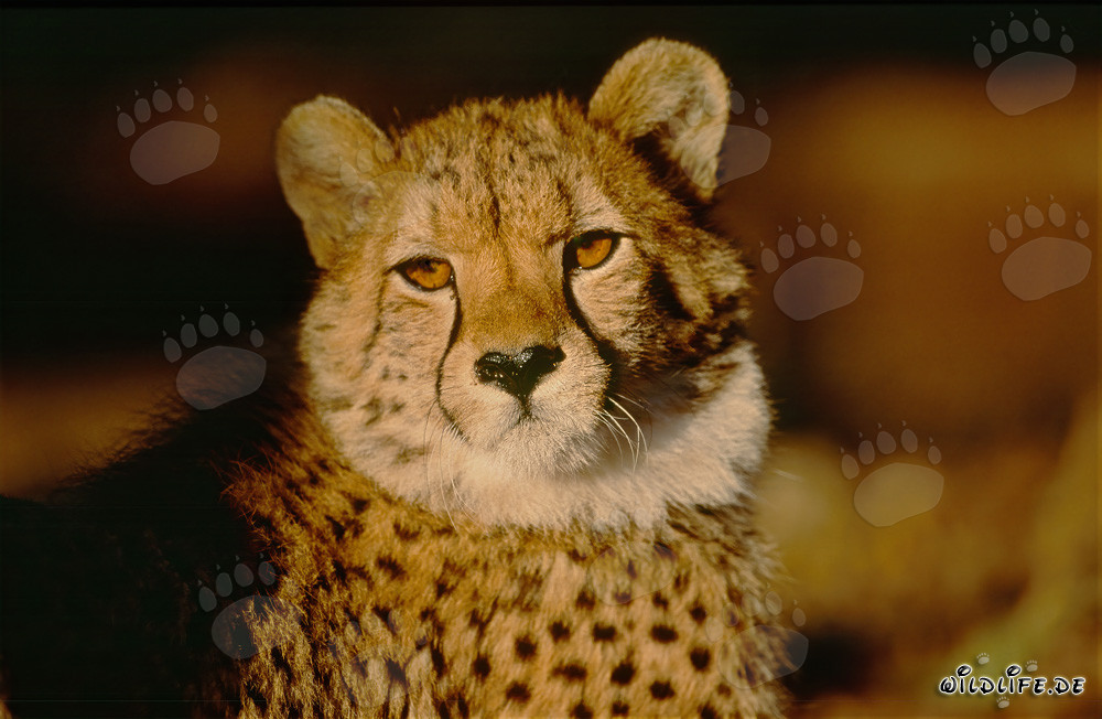 Cheetah - Majestic Big Cat in the Morning Light