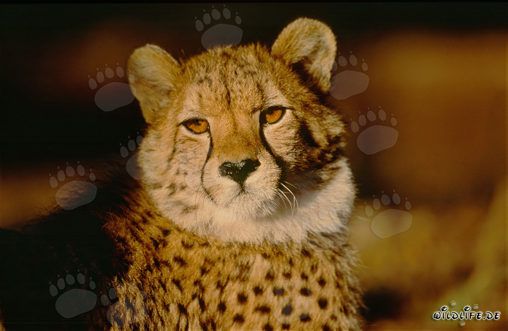 Gepard - Majestätische Großkatze im Morgenlicht