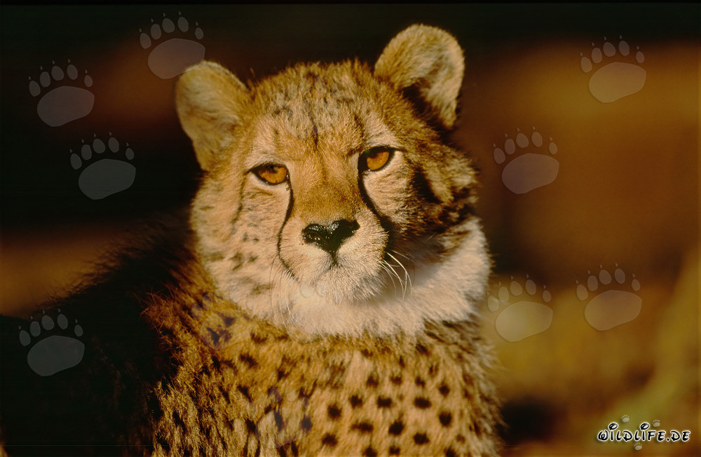Guepardo - Majestuoso gran felino en la luz de la mañana