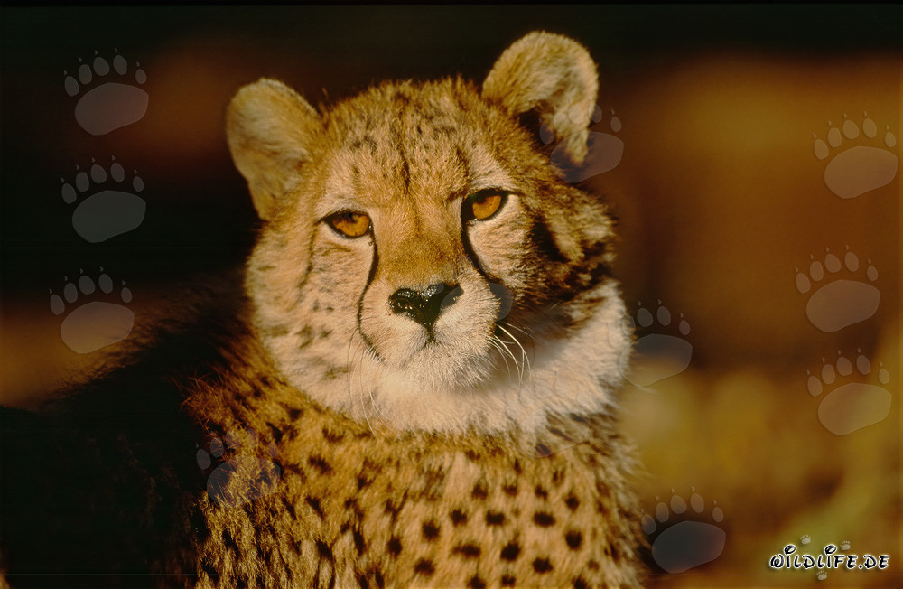 Guépard - Majestueux grand félin dans la lumière du matin