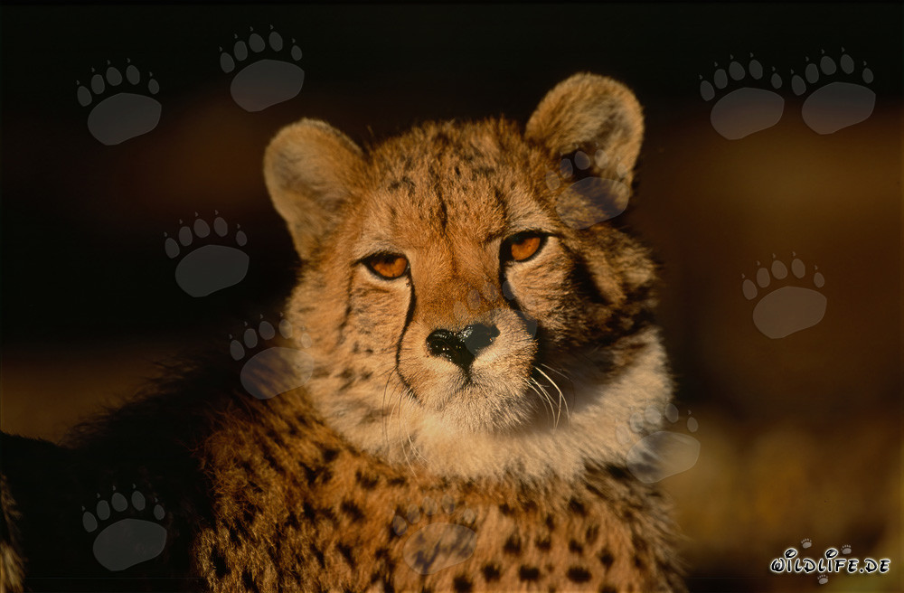 Elegant Cheetah with Intense Gaze