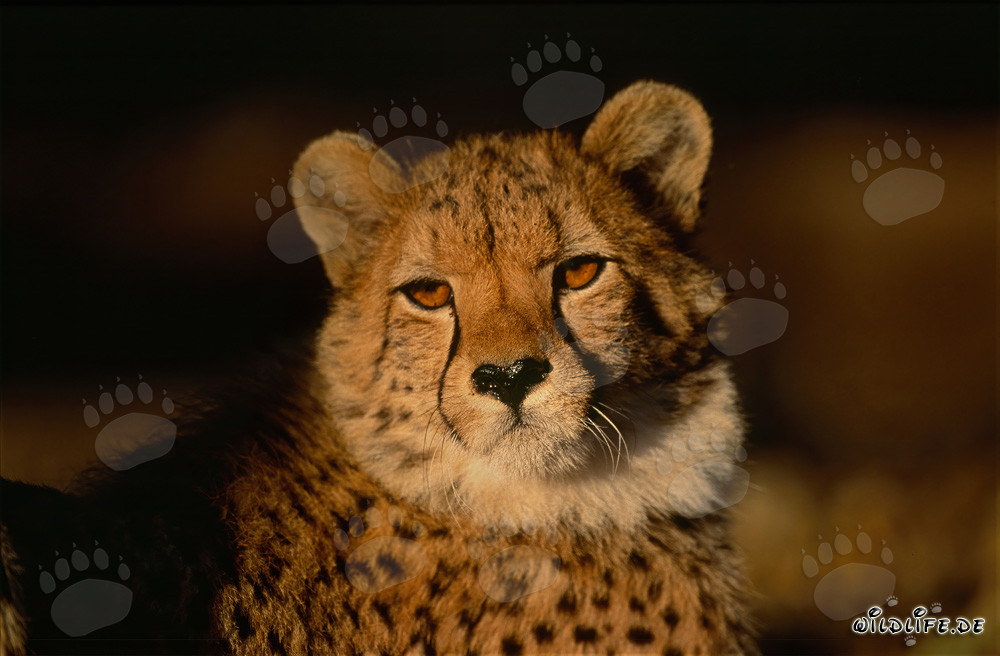 Élégant guépard aux yeux intenses
