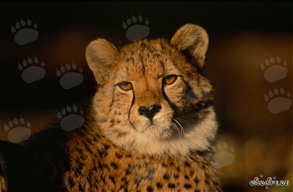 Elegante guepardo con mirada intensa